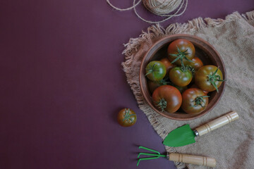 Fresh ripe and green tomatoes, freshly harvested from the plant in a clay dish and garden tools.
Food background.
Organic tomatoes on a natural background. Collecting tomatoes.
