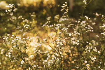 Blurred chamomile flowers on the yellow sunset in sun rays