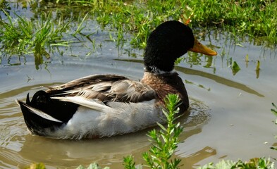 canard