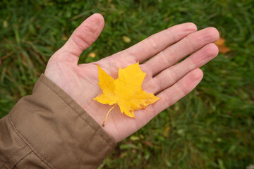 Hand holds maple yellow leaf on the background.