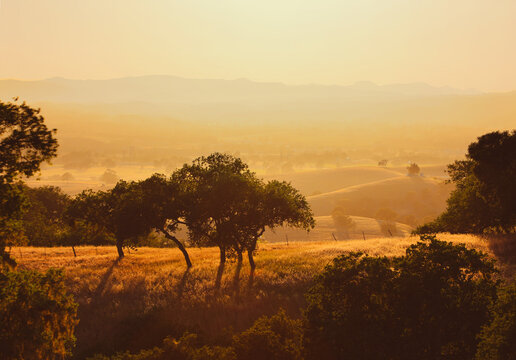 Sunrise through the trees on the vine covered hills of Wine Country
