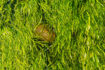 Grüner Seetang mit Stein an der Uferzone