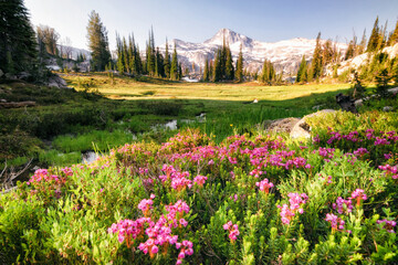 Eagle Cap and Wildflowers