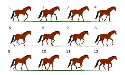 Obraz premium Horse gait animation. Horse walking, twelve key frames.