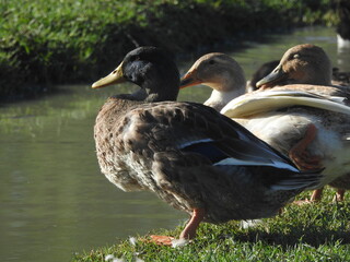 Canard