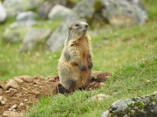 marmot in the mountain
