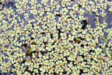 Uniform background of duckweed leaves on the surface of the pond.