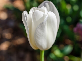 Fototapeta na wymiar white tulip in the garden