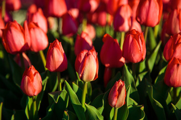 Spring background with red tulips flowers. beautiful blossom tulips field. spring time. banner, copy space