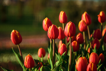 Obraz premium Spring background with red tulips flowers. beautiful blossom tulips field. spring time. banner, copy space