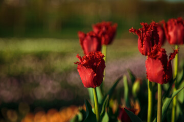 Spring background with red tulips flowers. beautiful blossom tulips field. spring time. banner, copy space