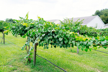Fototapeta na wymiar Grape Harvest in a modern peach farm in USA 