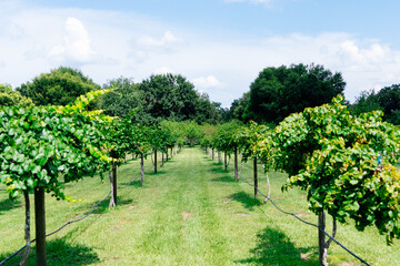 Fototapeta na wymiar Grape Harvest in a modern peach farm in USA