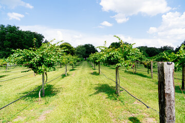 Fototapeta na wymiar Grape Harvest in a modern peach farm in USA