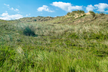 Typical dune vegetation in Cantabria, northern Spain