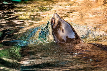 sea lion in the water