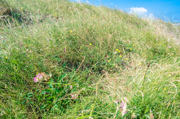 Typical dune vegetation in Cantabria, northern Spain