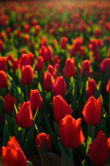 Spring background with red tulips flowers. beautiful blossom tulips field. spring time. banner, copy space