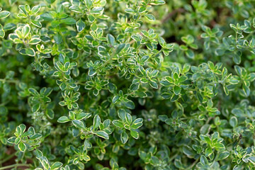Close-up texture background of variegated lemon thyme herb plants (thymus citriodorus variegata) growing in a sunny garden