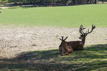 Deers on field, Animals parc de sainte-croix