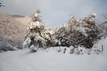 Sunset in the wood between the trees strains in winter period