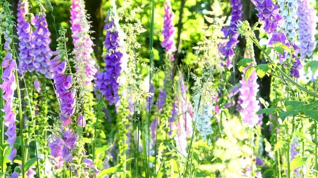 colorful field of flowers