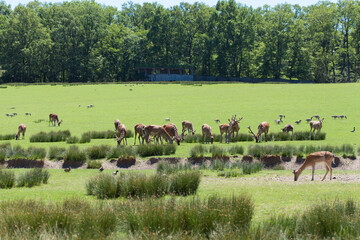 Deers on field, Animals parc de sainte-croix