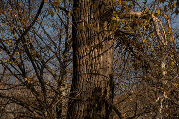 Fototapeta premium Amazing view with colorful autumn forest with asphalt mountain road at sunset.
