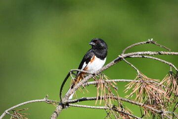Colorful Eastern Towhee bird sits perched on a branch in a meadow