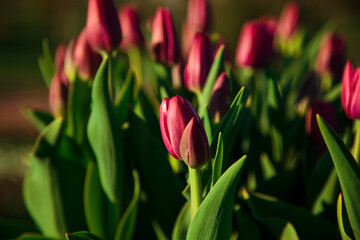 Spring background with violet tulips flowers. beautiful blossom tulips field. spring time. banner, copy space
