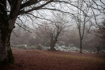 Landscape with beautiful fog in forest on hill or Trail through a mysterious winter forest with autumn leaves on the ground. Road through a winter forest. Magical atmosphere. Azerbaijan nature