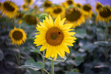 Sunflower close up. Center focus, swirling bokeh.