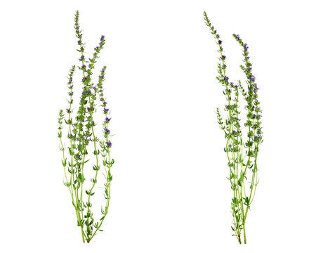 Fresh Hyssop (Hyssopus Officinalis) Plant Flower and Leaves. Isolated on White Background.