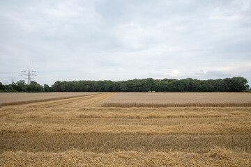 Fototapeta premium Outdoor sunny view of cut grain on harvesting wheat fields in Europe. Sunny view of countryside with golden wheat field after harvesting time in summer season against blue sky.