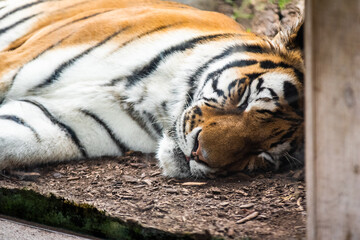 Sleeping Tiger