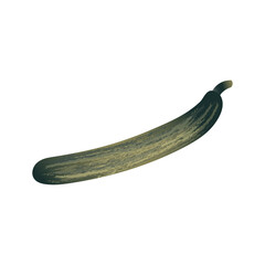 Realistic long oval flat art zucchini in dark green color with assorted light green and yellow stripes and a stem isolated in a white background