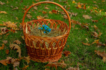 Fototapeta na wymiar fall season October time colorful garden environment space with falling leaves everywhere and folk hand made basket with synthetic blue flowers, still life photography concept