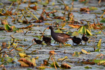 Common Gallinule bird with its baby chicks walks through wetlands