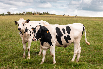 Naklejka na ściany i meble Couple of cows in a meadow