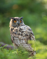 Eurasian Eagle Owl (Bubo  bubo) sitting in foliage  looking over its shoulder