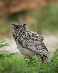 Eurasian Eagle Owl (Bubo  bubo) sitting in foliage  looking over its shoulder