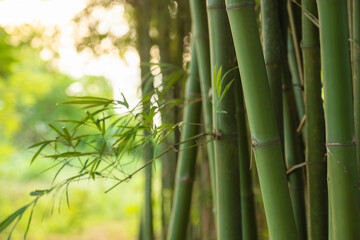 Naklejka premium green natural Asian background of bamboo shoot at bamboo garden.