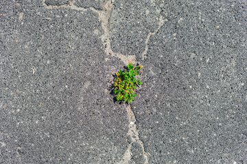 plant growing on the ground