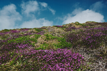 heather and moss field in region