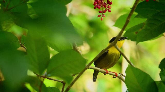 Golden-collared manakin - Manacus vitellinus black and yellow bird in family Pipridae, found in Colombia and Panama in subtropical or tropical moist lowland forest and degraded former forest.