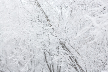 Snow and rime ice on the branches of bushes. Beautiful winter background with trees covered with hoarfrost. Plants in the park are covered with hoar frost. Cold snowy weather. Cool frosting texture.