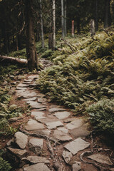 Rocky mountain path. Trekking trail