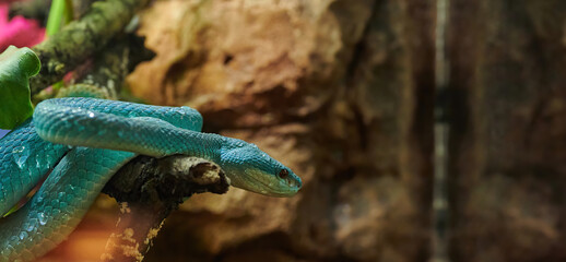 Blue pit viper or white-lipped pit viper (Trimeresurus albolabris), venomous snake endemic to Southeast Asia, perched on a tree branch