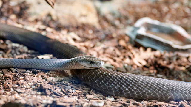 Detail of the head of a forest cobra or black and white cobra (Naja melanoleuca), perched on its long body