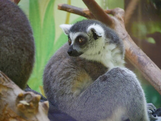 Grauer Lemur beobachtet Menschen in der Natur